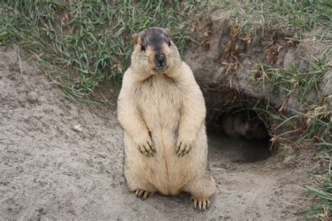 Himalayan Marmots | Cute animals, Animals, Like animals