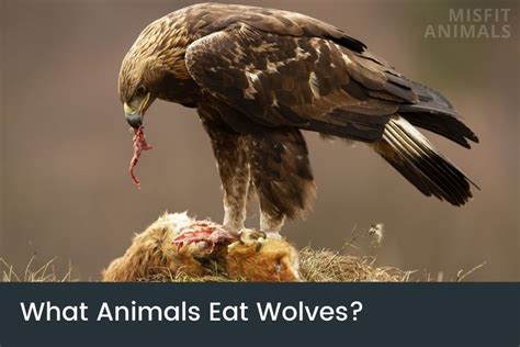 What Animals Eat Wolves? (7 Wolf Predators)