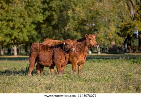 Angus Cattle Farming Stock Photo 1143078071 | Shutterstock