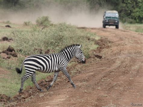 zebra crossing : Story of Africa