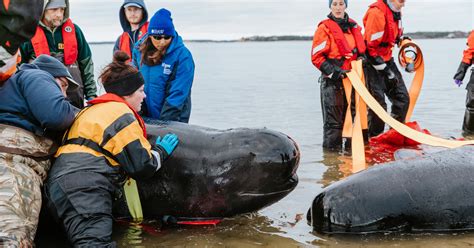 a 3-day stranding event for pilot whales on Cape Cod