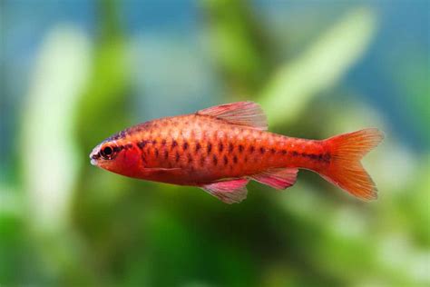 18 Popular Types of Aquarium Fish - Home Stratosphere