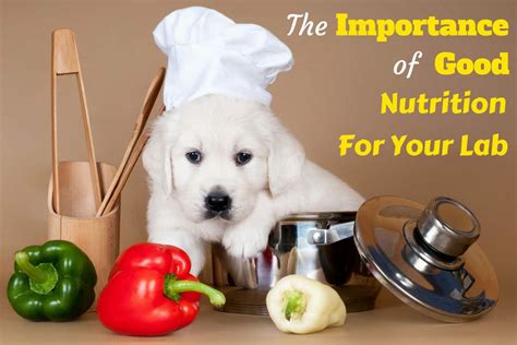 Why You Must Provide A Nutritious Diet For Your Labrador