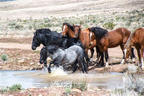 1747 best Wild Horses, Mustangs images on Pinterest | 5 years, Animais ...