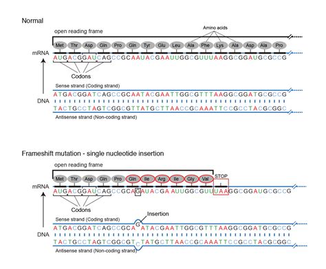 What Is Open Reading Frame In Dna - Infoupdate.org