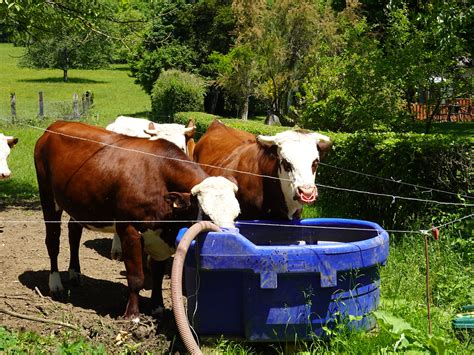 Drinking water @ Abondance cattle @ Verthier @ Doussard | Flickr