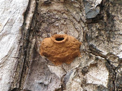 Potter wasp nest