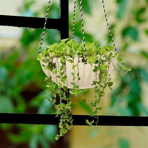 White Round Miami Hanging Flower Pot, For Balcony at Rs 373/piece in Firozabad