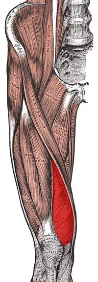 Vastus Medialis Oblique - Physiopedia