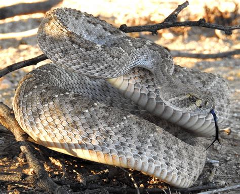 Western Diamondback Rattlesnake - Crotalus Atrox-9618 Sonoran Desert ...