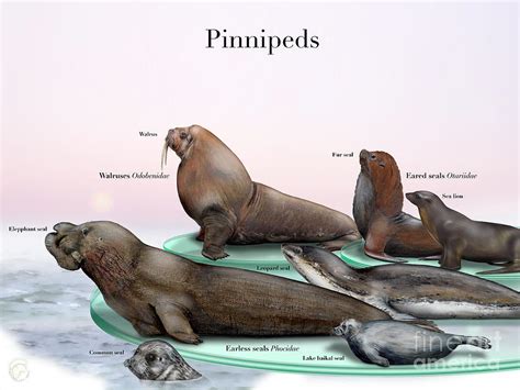 Pinnipeds - Seals - Walruses Odobenidae - Eared seals Otariidae ...