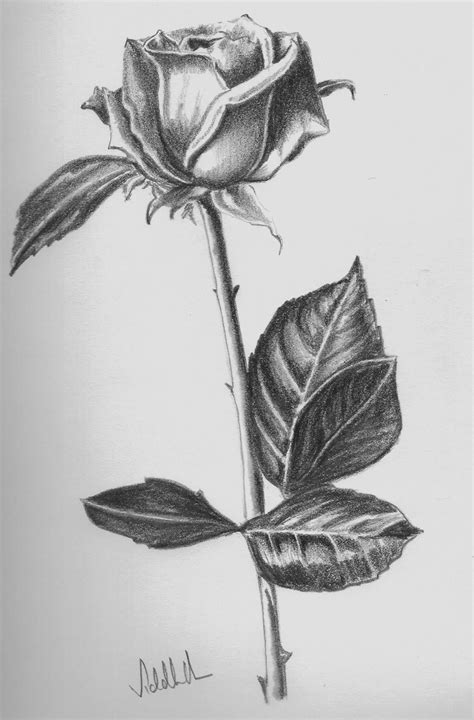 Rose Flower Drawing Pictures – Idalias Salon