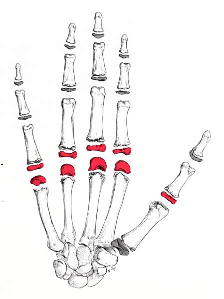 Carpometacarpal Joint Anatomy