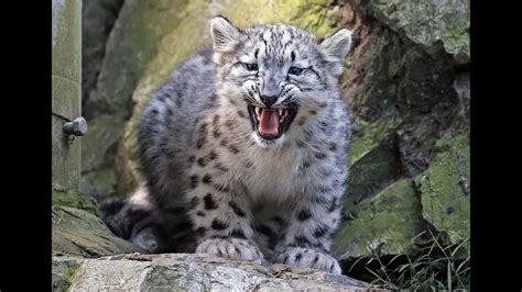 Snow Leopard Cubs - YouTube