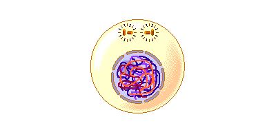 Prophase I (part 1): At the start of prophase I, the chromosomes have already duplicated. During ...