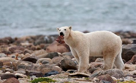 Climate change is altering the diet of polar bears