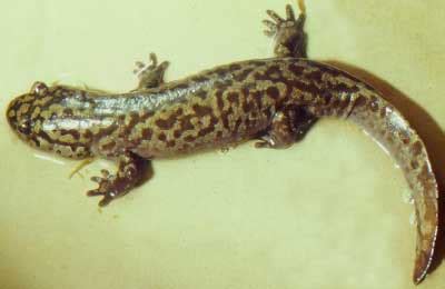 Idaho Giant Salamander Facts and Pictures