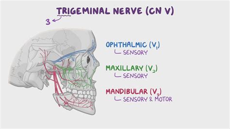 Trigeminal Anatomy