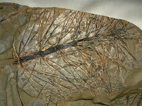 Triassic Neocalamites Plant Fossil