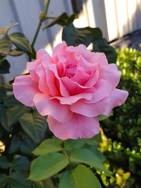 Queen Elizabeth rose - what a beauty. #diy #gardening #garden #home ...