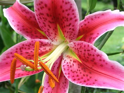 How to Plant and Grow Oriental Lilies | Dengarden