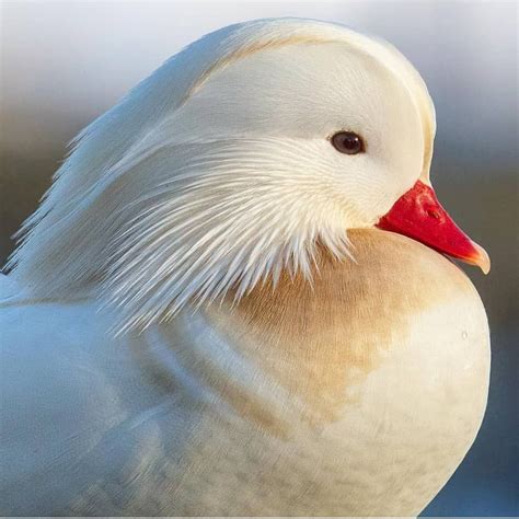 White Mandarin Duck Pretty Birds, Beautiful Birds, Mandarin Duck, Bird Pictures, Albino, Weird ...