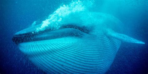 Why blue whales are so enormous – The Millennium Report