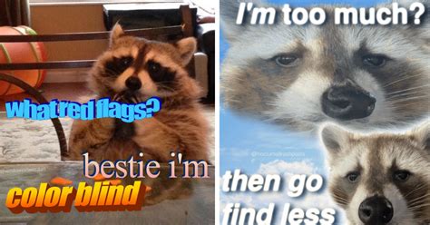 Raccoon Memes For All You Party Animals About To Have A Trashy Weekend (24 Memes) - Showbiz Khabri