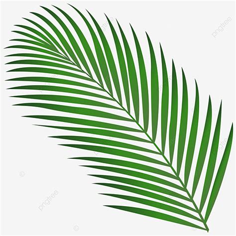 Coconut Tree Leaf Vector Hd PNG Images, Coconut Leaf Clipart, Coconut ...