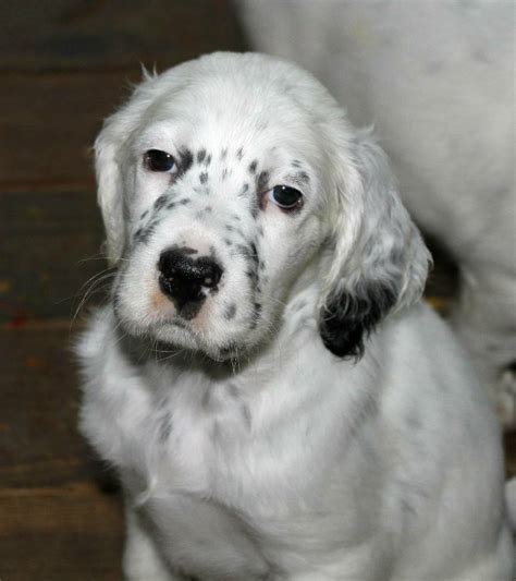 English Setter puppy photo and wallpaper. Beautiful English Setter puppy pictures