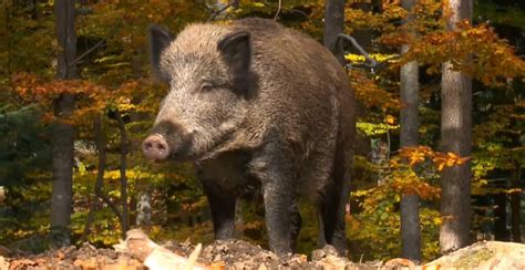 Experts Alarmed by Feral 'Super-Pig' Population