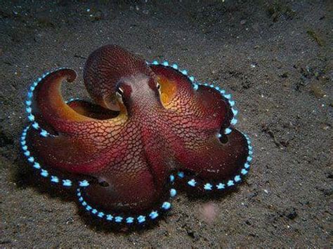 The Coolest Underwater Animals: The 15 Most Unusual Sea Creatures - HubPages