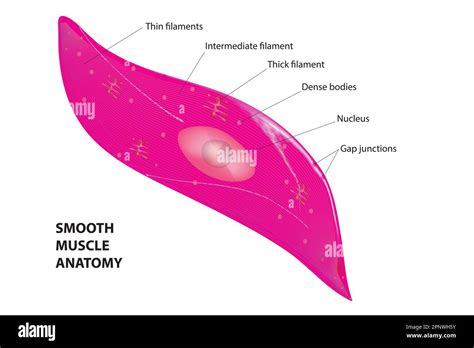 Smooth Muscle Cell Labeled Diagram