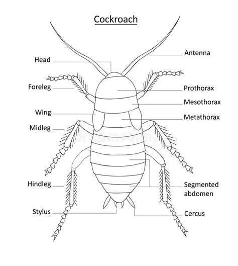 draw a cockroach and label it - oilpaintingoffruits