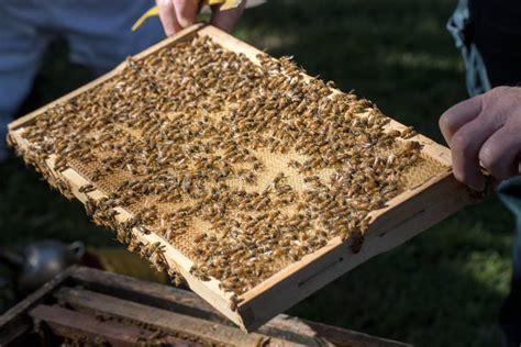 Honey Bee Hive stock photo. Image of brood, nature, queen - 191854216