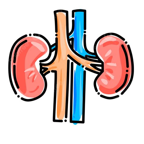 Kidney Icon PNG, Vector, PSD, and Clipart With Transparent Background ...