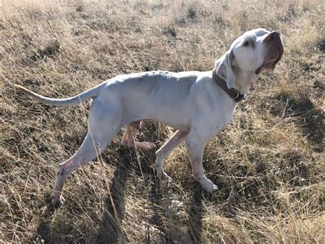 Bo - English Pointer (Adopted) - Gundogz Rescue