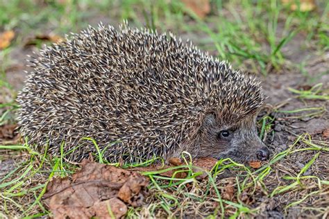 Close-up, hedgehog in nature background - Creative Commons Bilder