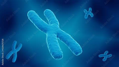 X chromosome concept, structure of human chromosomes carrying the DNA ...