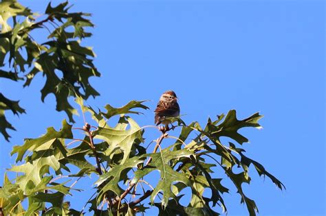 Birds My Cameras Have Seen in New England