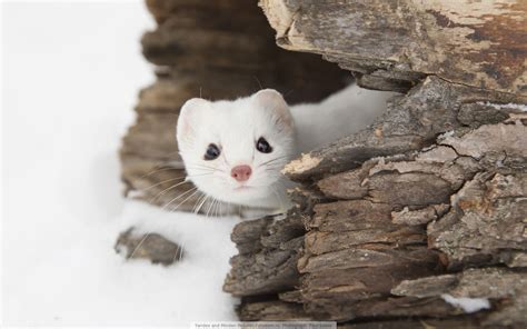 A stoat peeks out of a hollow log in the snow. | Animaux, Peinture, Coucou