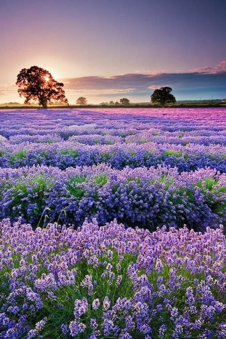 Lavender field sunset, Provence, France photo on Sunsurfer