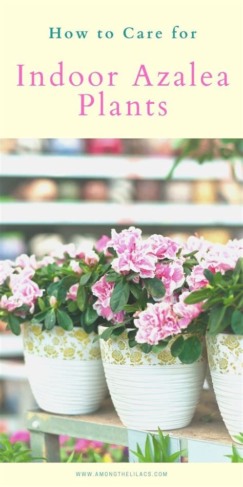 How to Care for Indoor Azalea Plants | Azaleas, Azaleas care, Garden ...