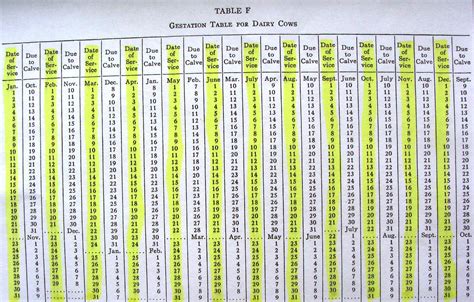 cattle gestation period table | Brokeasshome.com