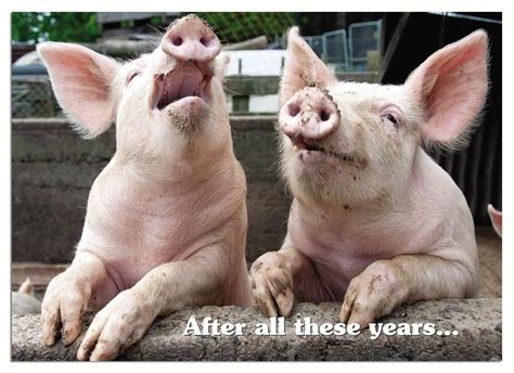 Squeal Anniversary | Pig images, Pig, Animals doing funny things