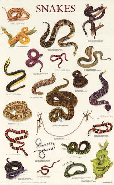 Snake Identification Chart | Labb by AG