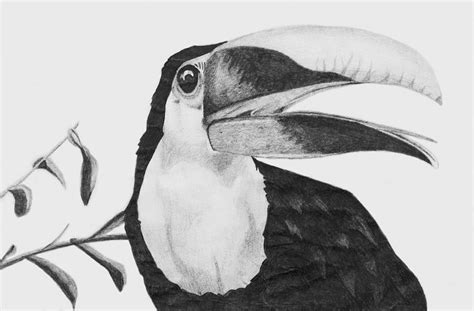 Toucan Drawing by Sara Coolidge