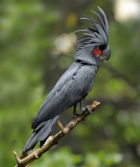 Black Palm Cockatoo Facts, Pet Care, Personality, Pictures | Singing Wings Aviary