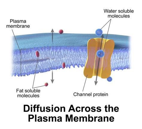 What Is Facilitated Diffusion? - Science Trends