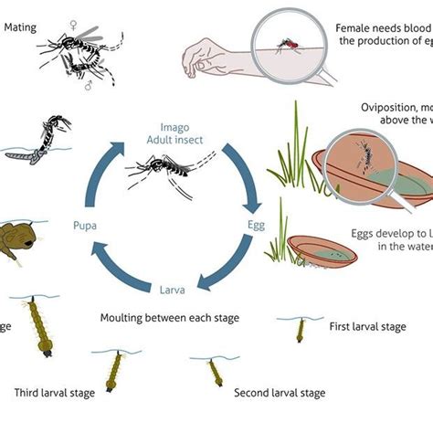 Dengue Mosquito Life Cycle